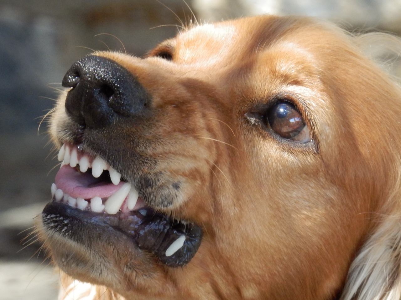 COMMON INJURIES FROM DOG ATTACKS IN TEXAS