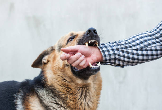 What to Do If Attacked by a Dog in Texas